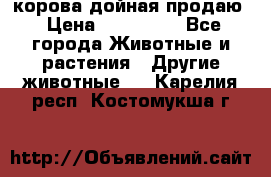 корова дойная продаю › Цена ­ 100 000 - Все города Животные и растения » Другие животные   . Карелия респ.,Костомукша г.